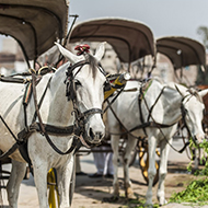 Brooke collaborates on new Pakistan equine laws