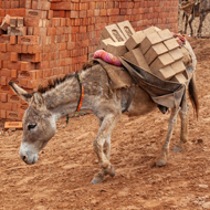 SPANA launches appeal for India brick kiln donkeys