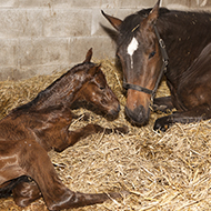 Scientists produce equine embryos through frozen sperm IVF