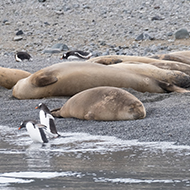 Elephant seal colony struggles after bird flu deaths