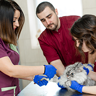 Most new vet nurses positive about their training