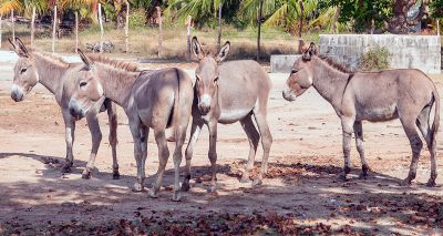 Brazil should address donkey skin trade, says Donkey Sanctuary