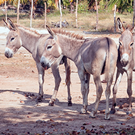 Brazil should address donkey skin trade, says Donkey Sanctuary