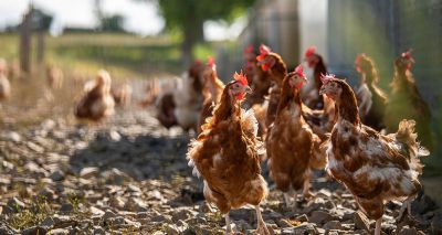 Avian flu confirmed at premises in Cornwall