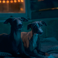 Abandoned puppy rescue features in Christmas advert