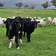 Bluetongue restricted zone extended into Warwickshire