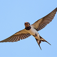 Parasites affect swallow flight behaviour, study finds