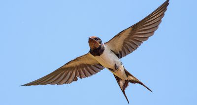 Parasites affect swallow flight behaviour, study finds