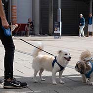 Bury St Edmunds voted UK's most dog-friendly town