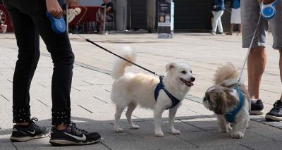 Bury St Edmunds voted UK's most dog-friendly town