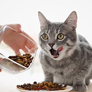 UK Pet Food campaign to improve nutrition understanding