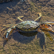 Study finds evidence that crabs can feel pain