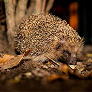 Hedgehog conservation strategy launched