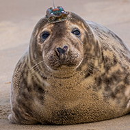 Rescued seal pups released with GPS trackers for study