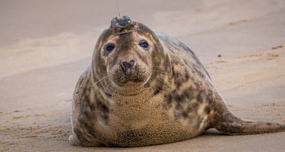 Rescued seal pups released with GPS trackers for study