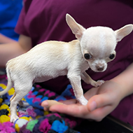 Vets treat Chihuahua with rare dwarfism condition