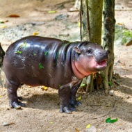 Edinburgh Zoo welcomes newborn pygmy hippo