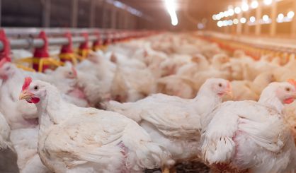 Avian flu confirmed in poultry in Yorkshire