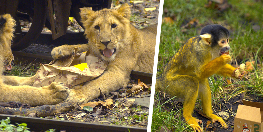 Christmas comes early at London Zoo