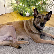 Retired police dog back home for Christmas after surgery