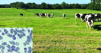 RVC receives funding to advance cattle vaccines