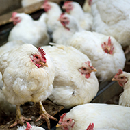 Prevention zone declared after avian flu outbreak