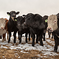 Positive liver fluke cases begin to rise