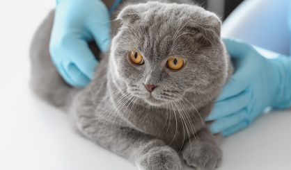 Government urged to regulate cat breeding