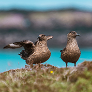 Shetland nature reserves see increase in seabirds