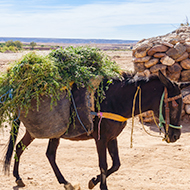 UN recognises role of working animals in disasters