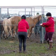 Equine charity sees big rise in multi-horse welfare incidents