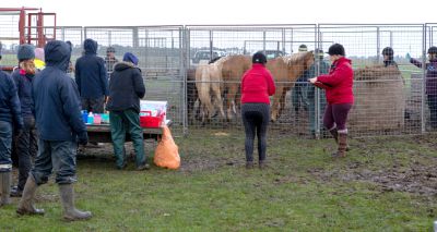 Equine charity sees big rise in multi-horse welfare incidents