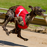 New Zealand announces ban on greyhound racing