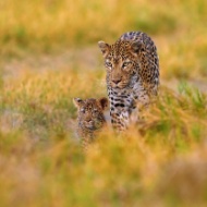 Leopards identifiable by their roar, study finds