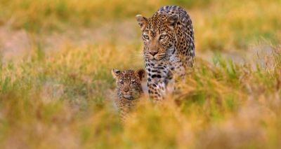 Leopards identifiable by their roar, study finds