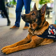 Retired police dog finds missing man