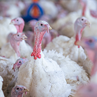 Avian flu case confirmed in Norfolk