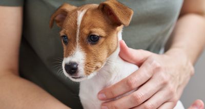 Researchers find causes of canine separation anxiety