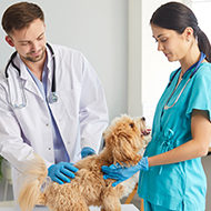 Supply of vets and RVNs set to increase, RCVS predicts