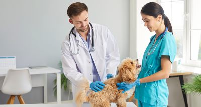 Supply of vets and RVNs set to increase, RCVS predicts