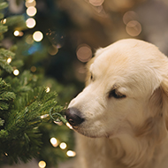 Defra releases guidance for pet-safe Christmas