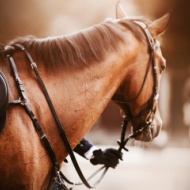 National Equine Forum 2025 to explore 'threat and opportunity'