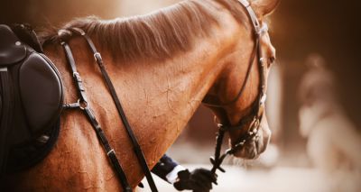 National Equine Forum 2025 to explore 'threat and opportunity'