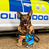 Retired police dog honoured for post-surgery rescue