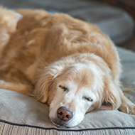 Study examines what makes dogs 'old'