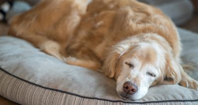 Study examines what makes dogs 'old'