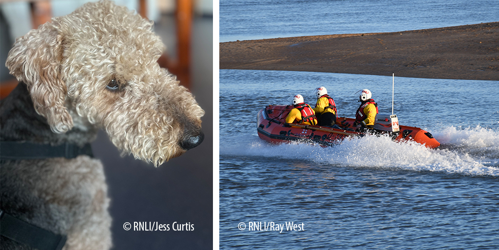 Dog rescued after becoming stranded by tide