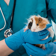 Study sheds light on guinea pig neoplasia