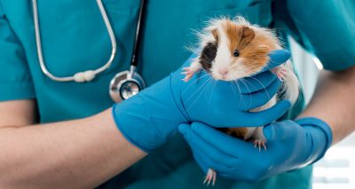 Study sheds light on guinea pig neoplasia