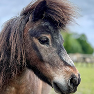 Rescued pony becomes NEF cover star